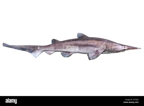 Goblin shark hi-res stock photography and images - Alamy