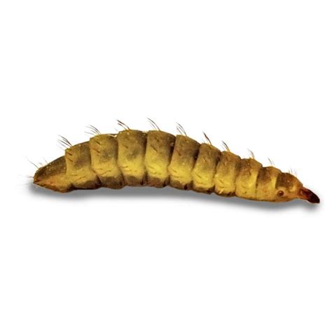 Black Soldier Fly Larvae - Medium, 50 Count | Petco