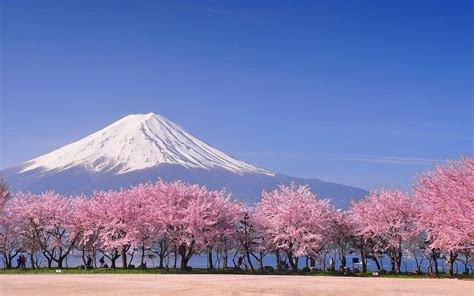 Spring Flower Garden Mount Fuji Lake Kawaguchi Wallpapers - Wallpaper Cave