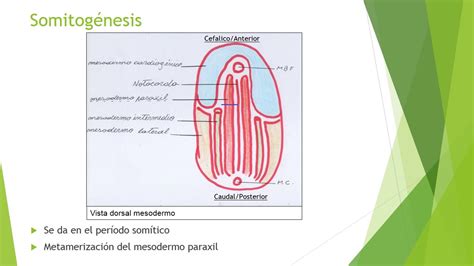 Somitogénesis - Obstetricia - YouTube