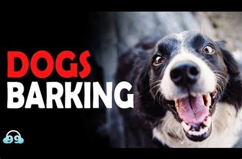 Small Dog Barking Sound Download - Videohive , After Effects,Pro Video ...