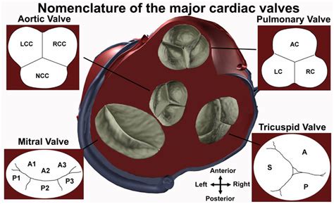 Anatomy Tutorial - Cardiac Valve Nomenclature | Atlas of Human Cardiac Anatomy