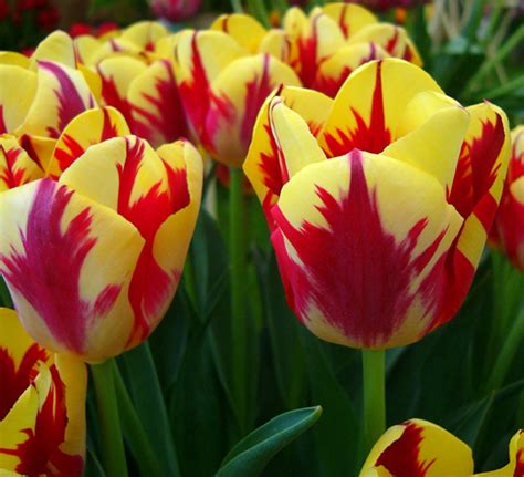 Buying Tulips - Flowering Times, Best Perennial Bulbs | Dengarden