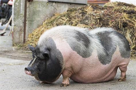 Royalty Free Fat Pig Pictures, Images and Stock Photos - iStock