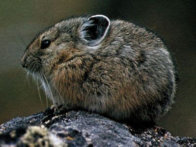 Pika | Animal, Facts, Size, & Range | Britannica