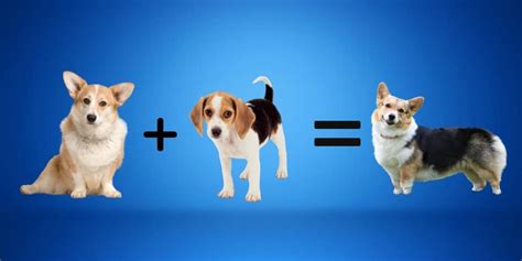 Corgi Beagle Mix: Breed History, Temperament, and Character - BarkSpot