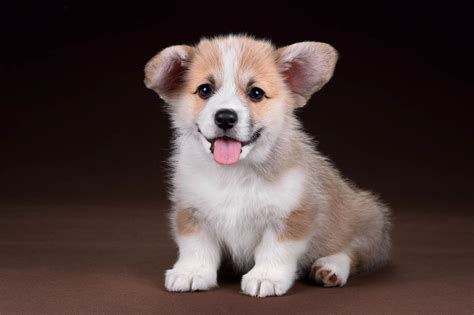 Pembroke Welsh Corgi Puppies are Furrrever! - Furry Babies