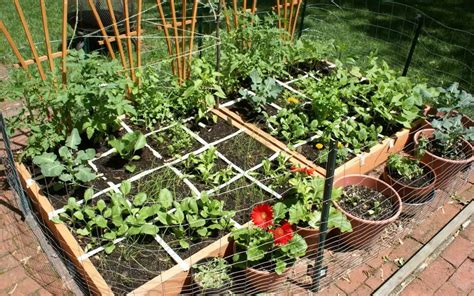 Vegetable Gardening For Beginners Guide - Plant Instructions