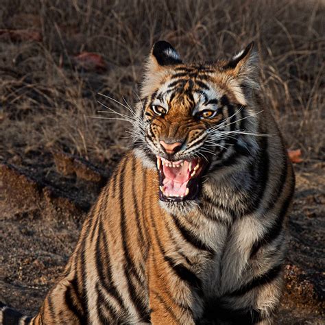 Tiger Roaring • Marko Dimitrijevic Photography