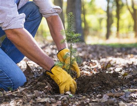 Planting Bare-Root Tree Seedlings