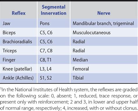 Patellar Tendon Reflex Nerve Root - slideshare