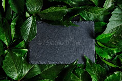 Slate Bulletin Board Background Green Foliage Stock Image - Image of plant, foliage: 254431521