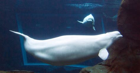 Georgia Aquarium expecting rare beluga whale birth