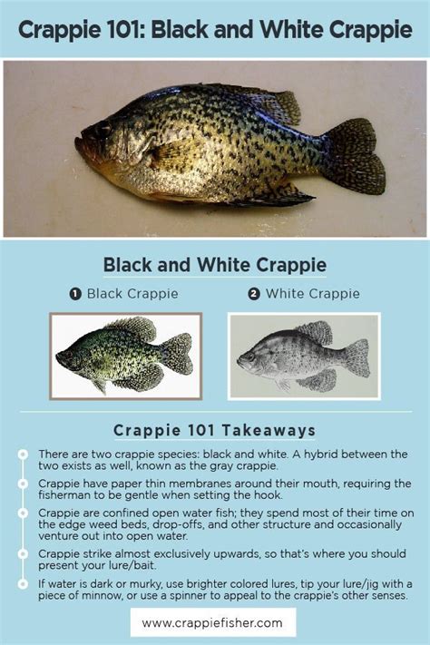 Crappie 101: There are only two species of crappie: the black crappie and the white crappie ...