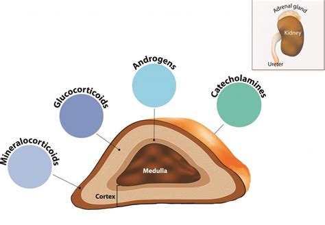 Adrenal Gland - Hormones Australia