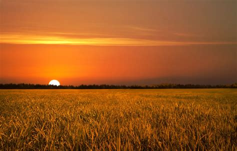 Wallpaper field, sunset, nature, golden, field, nature, Sunset images for desktop, section ...