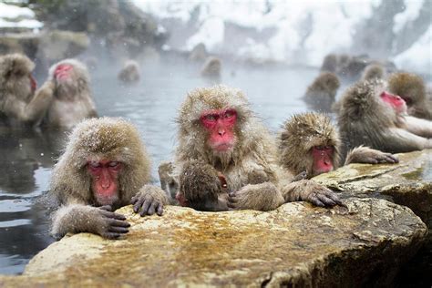 Japanese Macaque Snow Monkeys Bathing by Tony Burns