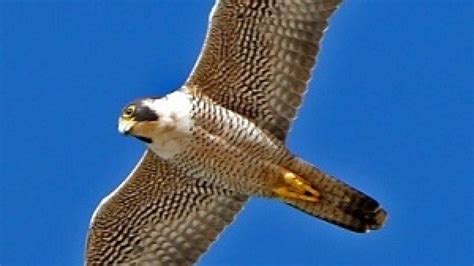 Falcon Physics: The Science of Diving Peregrine Falcons - EveryONE