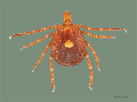 Lone Star Tick, Vol. 6, No. 4 | Mississippi State University Extension Service