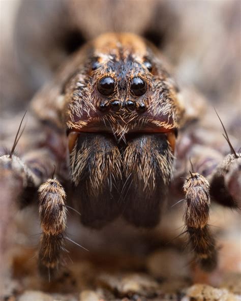 Australian wolf spider, Canberra. : r/australia