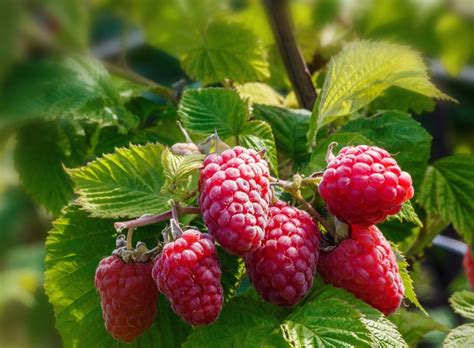 Caroline Red Raspberry Plant | Ison's Nursery & Vineyard