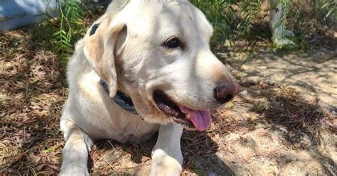 Dog Gets Bitten By Rattlesnake In An Attempt To Save His Owner | FaithPot