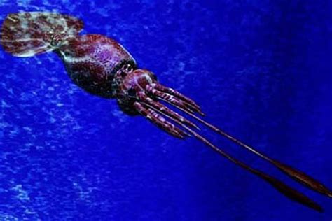 11 Examples Of Invertebrates: What Is An Invertebrate?