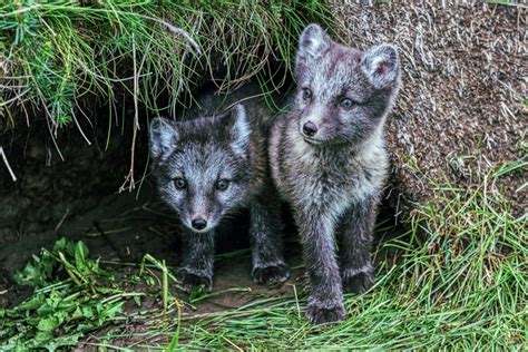 Cute Arctic Fox Cub In The Meadow | ubicaciondepersonas.cdmx.gob.mx