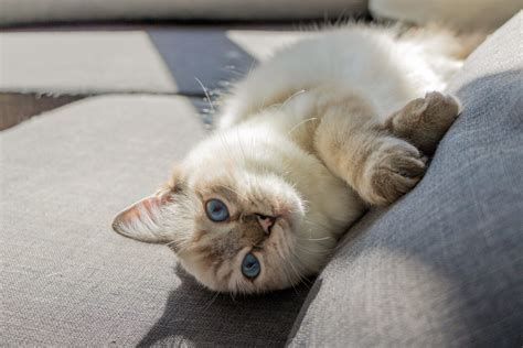 14 Fluffy Cat Breeds You’ll Want to Cuddle Right Now