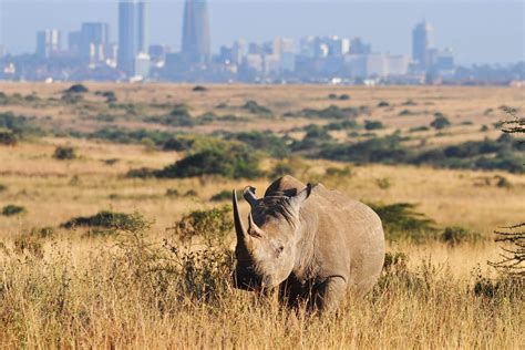 Nairobi National Park - Nahdy Travel & Tours