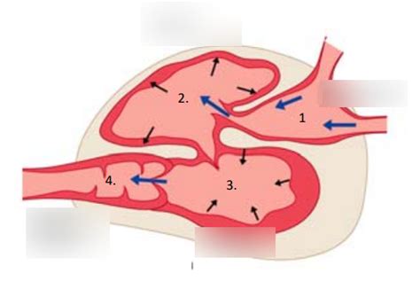 4 chambers of fish heart Diagram | Quizlet