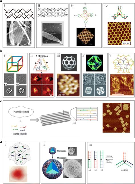 Examples of representative classes of designed DNA nanostructures. a ...