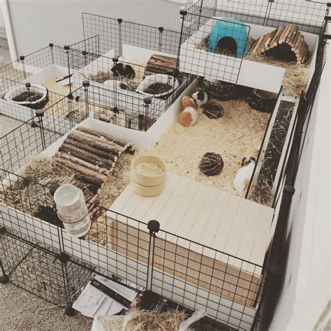 New stacking cages now available! - C and C Guinea Pig Cages