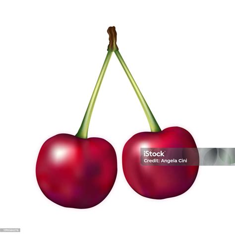 Cherry Fruit Realistic Vector Illustration Isolated On White Background Design Stock ...