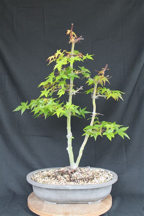 Japanese Maple Bonsai | kuromatsubonsai.com