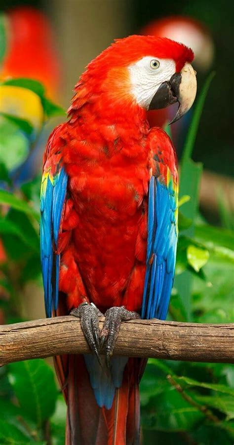 Beautiful Colorful Parrot Birds | Pinturas de pássaros, Papagaios coloridos, Pássaros bonitos