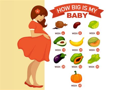 How Big Is My Baby At 21 Weeks Of Pregnancy - PregnancyWalls