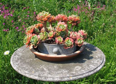 Acclimating Outdoor Succulents! | The Succulent Eclectic