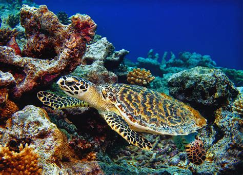 Diving The Kwajalein Atoll Photograph by Lee Craker