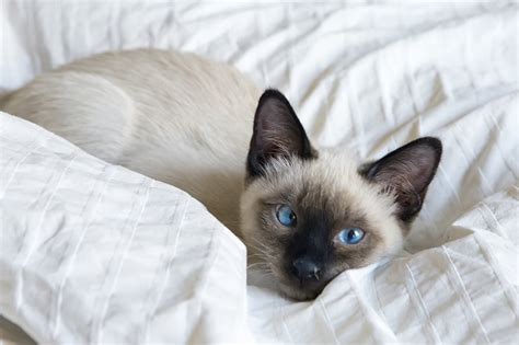 Siamese Cat Facts | ASPCA Pet Health Insurance