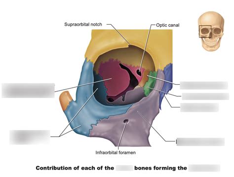 labeling bones: eye socket Diagram | Quizlet