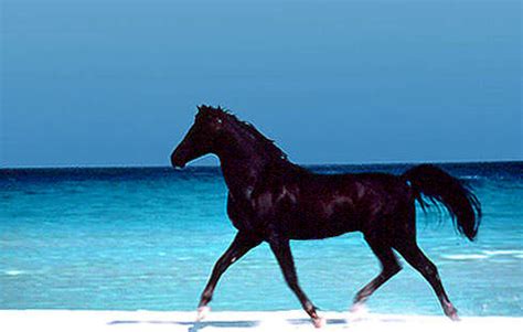 The Black Stallion® (1979) – The Black Stallion