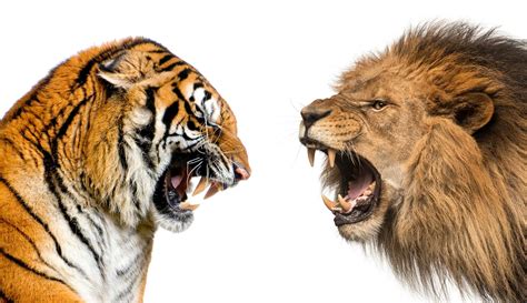 Lion Vs Tiger Fight