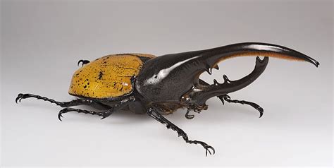 14 of the world’s weirdest insects | Articles | CBC Kids