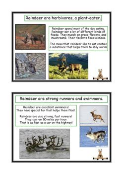 Reindeer Facts Mini Book by DeeAnnMoran | Teachers Pay Teachers