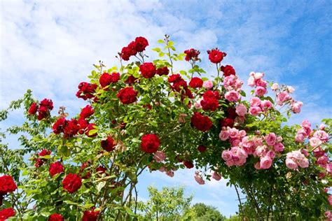 Gardening Advice: Pruning Climbing Roses | Garden Design