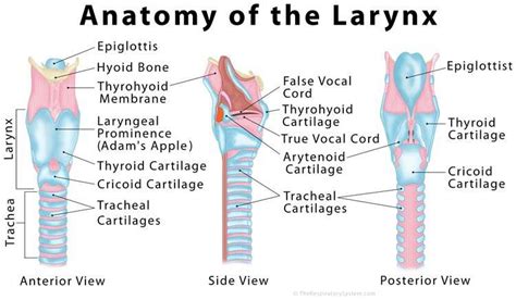 Larynx diagram