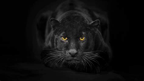 Black Panther Eyes Wallpapers - Top Free Black Panther Eyes Backgrounds - WallpaperAccess