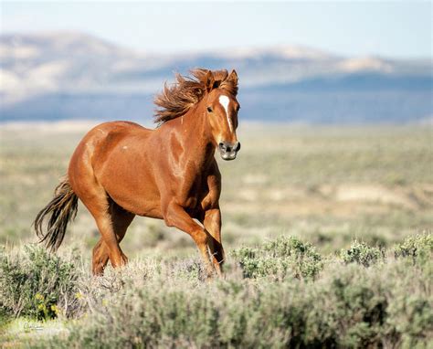 Proud and Free - Wild Mustang Horse Photograph by Judi Dressler - Pixels