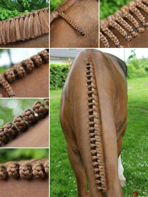 The 25+ best Horse braiding ideas on Pinterest | Horse mane, Horse mane braids and Horse hair